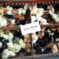 Ready JT Eceran / Satuan DOC Ayam Kampung Super Joper - FS