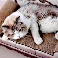 貓咪超大沙發貓抓板可抓可臥不掉屑結實耐磨耐抓瓦楞紙貓咪玩具貓抓板