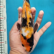 ikan koi showa import jepang