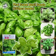 เมล็ดพันธุ์ โหระพาใบใหญ่ อิตาเลี่ยน เบซิลใบใหญ่ Large Leaf Italian Basil เมล็ดพันธุ์แท้100% - นำเข้า