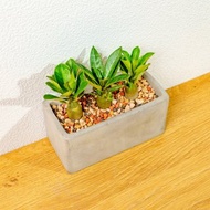 沙漠玫瑰 多肉組盆 長形水泥盆器 桌上型盆栽 開幕送禮 喬遷禮物