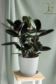 Berjaya Plant Nursery - Ficus Lyrata Bambino/Fiddle Fig(Pokok Ketapang Hidup/Pokok Hiasan Dalam Ruma