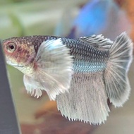 FEMALE HALFMOON SUPER DUMBO EAR COPPER