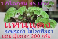 แหนแดง อะซอลล่า ไมโครฟิลล่า เพาะเลี้ยงง่ายขยายพันธุ์เร็ว 1 กิโลกรัม 45 บาท แถมปุ๋ยคอก 300 กรัม