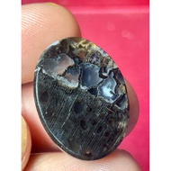 Fossil Nibong Makjud Jantan Motif Rare Bekristal Asli Khasiat Tinggi Last Unit Saiz 20Sen Lama