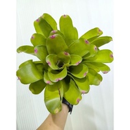 bromeliad neoregelia Slick Proud