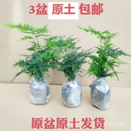 Asparagus Fern Potted Plant Indoor Office Green Plant Flower Bonsai Evergreen Small Pot Plant V14J