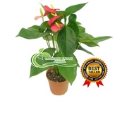 tanaman hias anturium mickey mouse -anturium bunga merah
