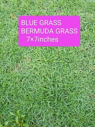 Bermuda Grass | 7x7 inches
