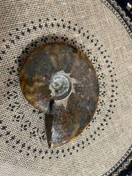 玉化斑彩螺 鸚鵡螺化石