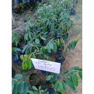 Anak pokok durian kim Hong(D198) original