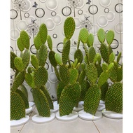 Mickey mouse cactus similar to the real thing, 75cm high.- MM