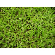 Biji benih rumput karpet 500g 1kg cow grass seed bermuda seed rumput bermuda japanese grass seed 草坪种