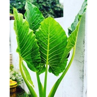 ANAK POKOK KELADI TELINGA GAJAH VIRAL DALAM POT PLASTIK