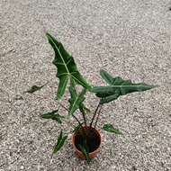 Alocasia Sarian plant/pokok/bunga hidup