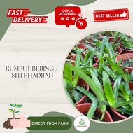 Aryen nursery || Rumput Beijing/Beijing Grass/Rumput Siti Khadijah/Rumput Cina