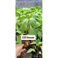 Benih Pokok Cili Besar 6"x6"