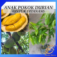 Anak Pokok Durian (Untuk Ditanam) Musang King / Tupai King / Duri Hitam Real Live Plant Pokok Hidup 猫山王榴莲 松鼠王榴莲 黑刺榴莲