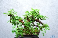黑皮沒藥 / 黑皮橄欖　Commiphora boranensis (181) / 塊根植物 Caudex / 另售象牙宮、龜甲龍、索馬里葡萄甕、念珠橄欖