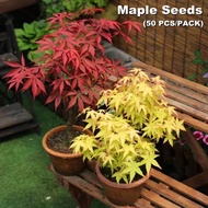 50pcs Multicolor Maple Seeds Bonsai Blue Maple Tree Seeds Fresh Pot Tree Seeds Flower Seeds Vegetable Live Plants Air