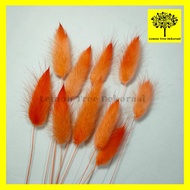 dried candy colour lagurus rabbit tail bunga kering warna import asli - orange