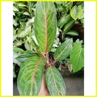 ♞Aglaonema varieties actual photo posted (what you see is what get)
