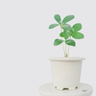 │ 窯瓷系列 │ 幸運鐵樹 - 送禮植物 莫蘭迪 瓷器 水耕盆栽