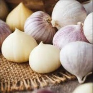 Bawang putih tunggal jantan Lanang solo single garlic/ Obat 1001 Penyakit