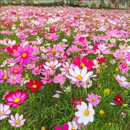 Wholesale Cosmos Seeds Low Rod Gesang Flower Seeds Colorful High Rod Cosmos Eight-Petal Plum Blossom