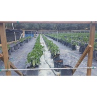 EC 2m x 60m (18Mesh) Agriculture Cucumber Net / Plant Support Net / Jaring Timun / Jaring Tanaman