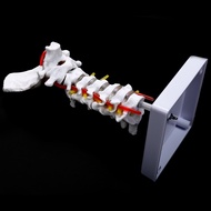Cervical Vertebra Arteria Spine Spinal Nerves Anatomical Model Anatomy for Science Classroom Study D