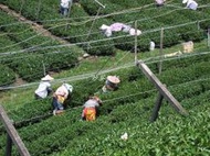{炒茶天師} {買一送一} 大禹嶺手採霜雪烏龍$2800/斤~~ 山泓氣強, 果香幼泓顯著~清甜氣爽!!