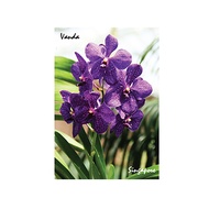 Metal Photo Magnet - Orchid