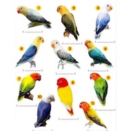 KCD106 - Lovebird biola bermacam Ewing PB blue pastel
