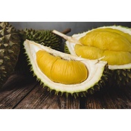 Anak Pokok Durian Musang King