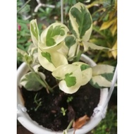 keratan batang njoy- verigate