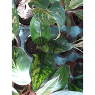 Different Varieties of LIVE aglaonema Plants