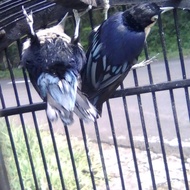 Burung Rambatan Doraemon Sepasang Gacoran