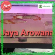 Obral ikan arwana super red ITL 20cm Termurah