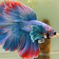 HALFMOON DUMBO EAR BLUE RED GRIZZLE RARE #2