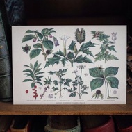 1900年英國植物/蕈菇類圖鑑系列 復刻版明信片 C款
