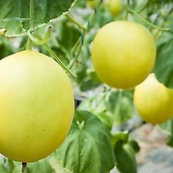 Golden melon seeds 20hat