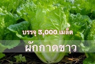 เมล็ดพันธุ์ ผักกาดขาวปลี บรรจุ 3000 เมล็ด