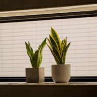金邊虎尾蘭 | 淨化空氣 室內植物 開幕送禮 居家風水 辦公室植栽