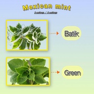 Live Plant – L7 Mexican Mint –Fresh Plant – Green / Batik Type (18cm)
