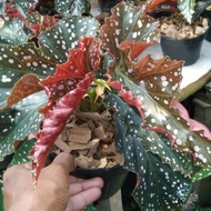 Tanaman hias Begonia coklat_begonia