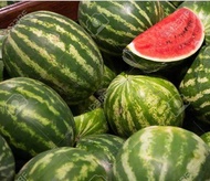 Benih Tembikai Merah Mellow (Bujur) / Mellow Watermelon (Oblong) Seed / 醇香红西瓜种子 (5 biji)