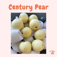 Manis!! Century Pear Fresh Pear Juicy Pear Honey Pear Guarantee Sweet 世纪梨 包美包甜