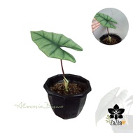 Tanaman Hias Alocasia Bisma