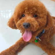 jual anjing poodle jantan